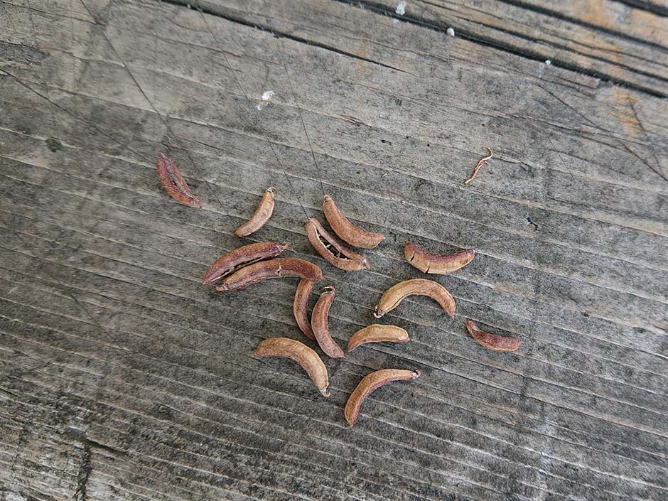 インド藍の種をまいた。