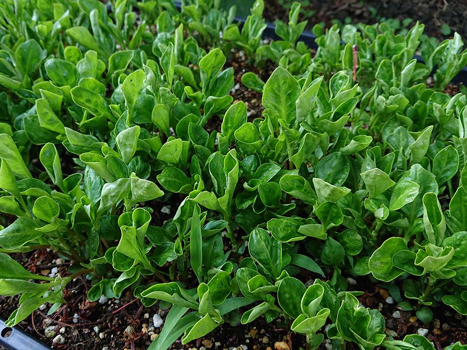 小さいながらも藍畑。準備完了！