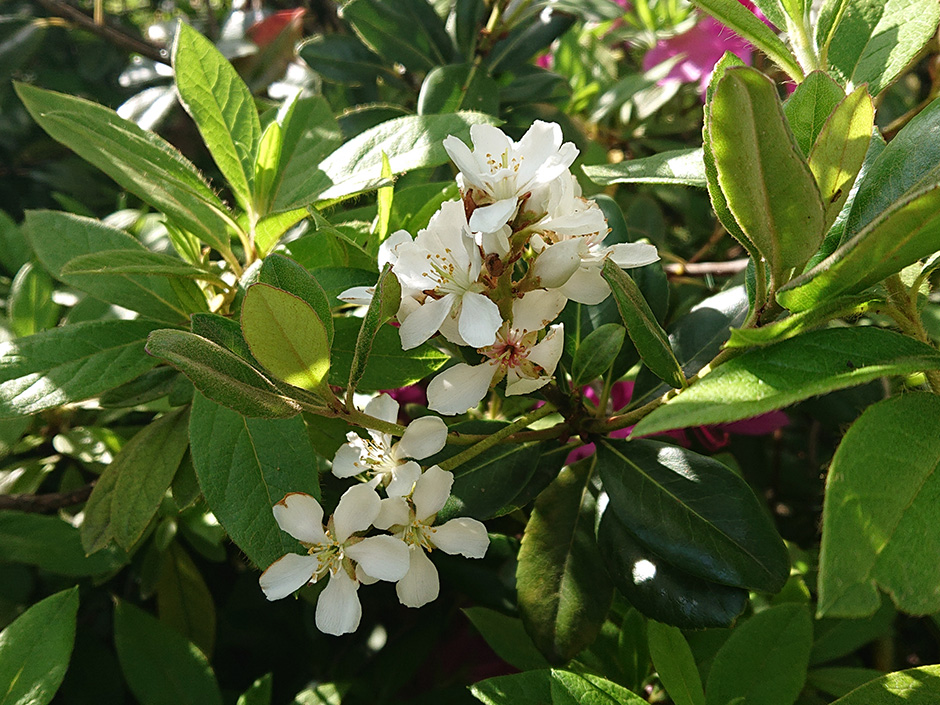 染料園日記 ’20年5月8日（金）