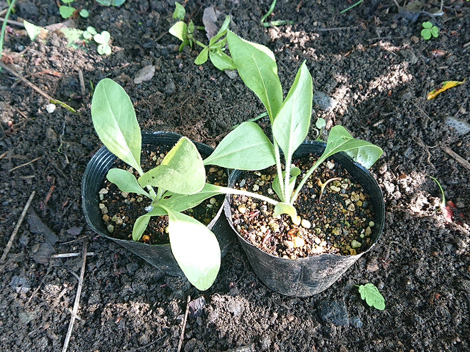 染料園日記 ’20年5月12日（火）