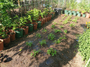 20年5月14日（晴）