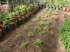 20年5月15日（晴）