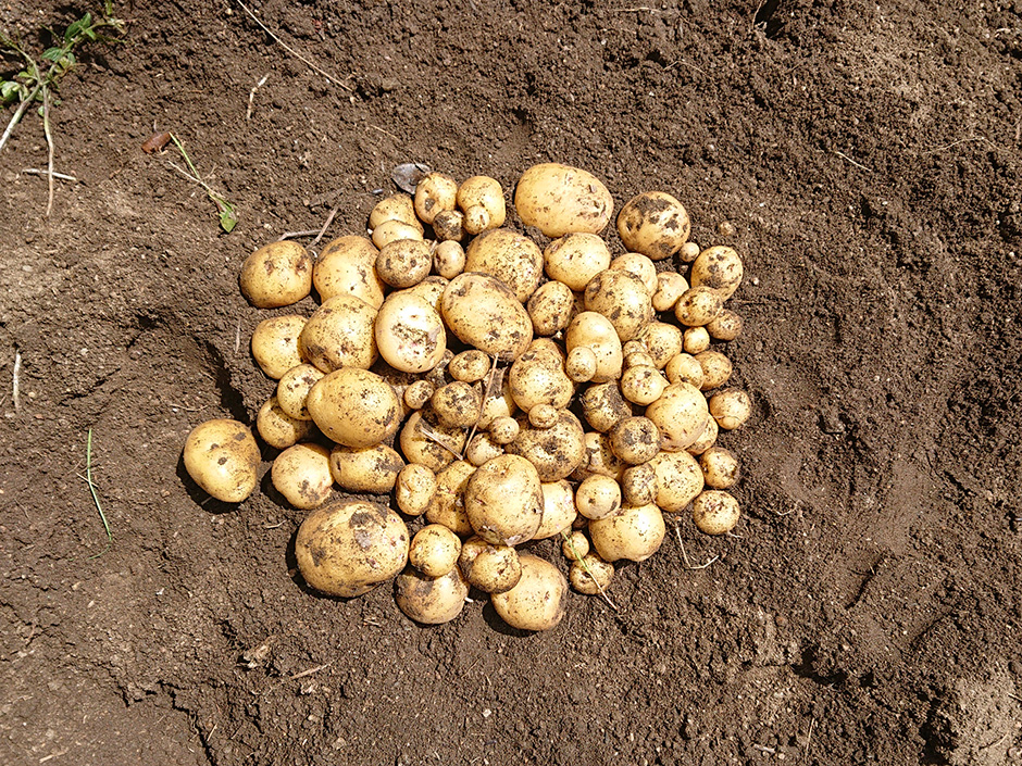 染料園日記 ’20年5月17日（日）