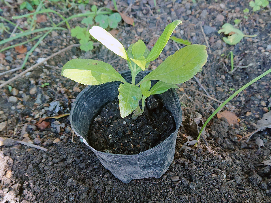 染料園日記 ’20年5月21日（木）