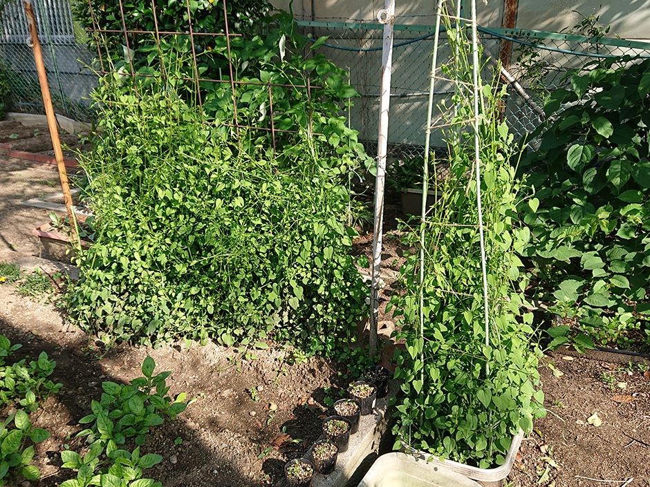 染料園日記 ’20年5月22日（金）