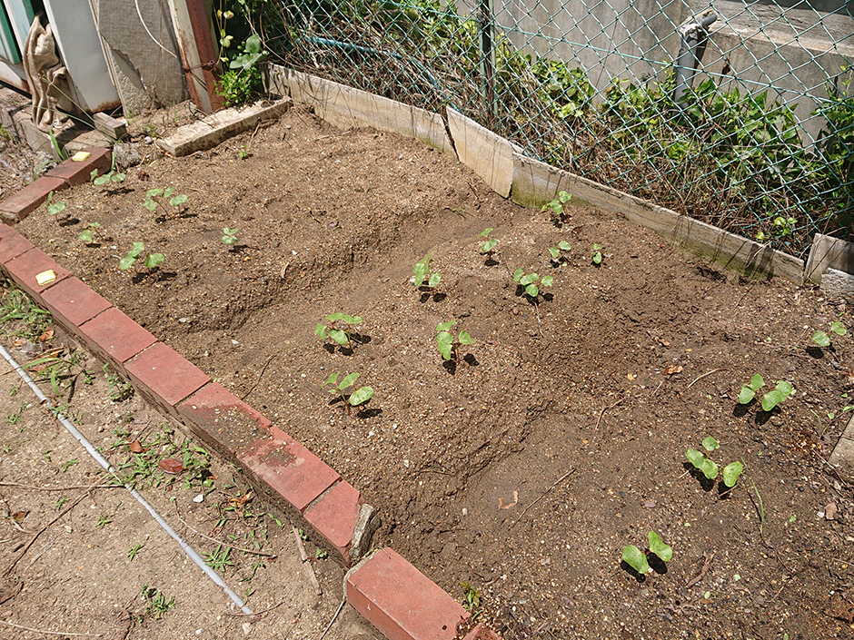 染料園日記 ’20年5月24日（日）