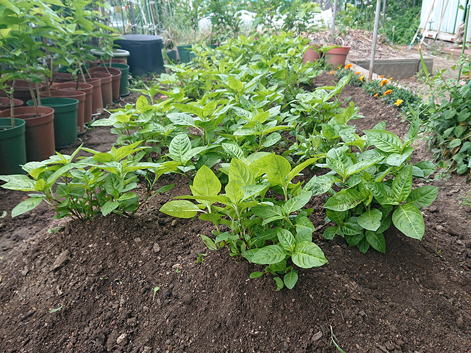 染料園日記 ’20年5月26日（火）