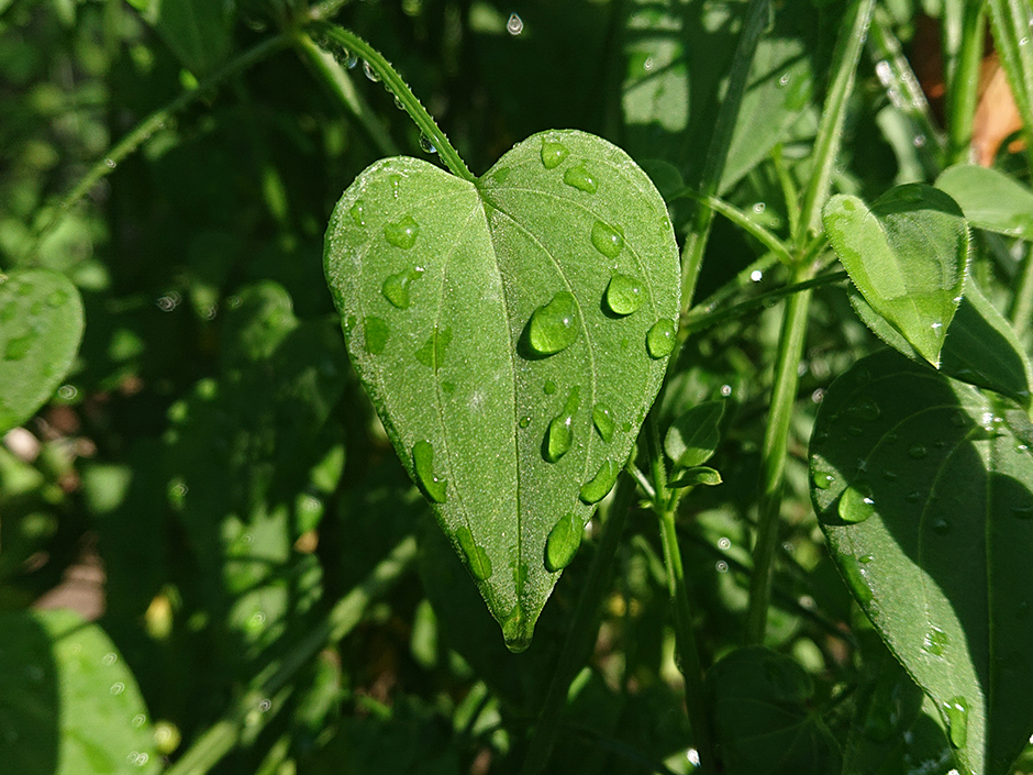 染料園日記 ’20年5月28日（木）