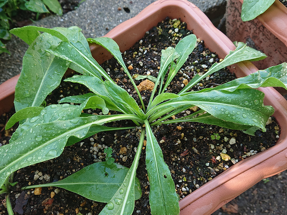 染料園日記 ’20年5月29日(金)