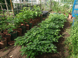 '20年6月1日（月）