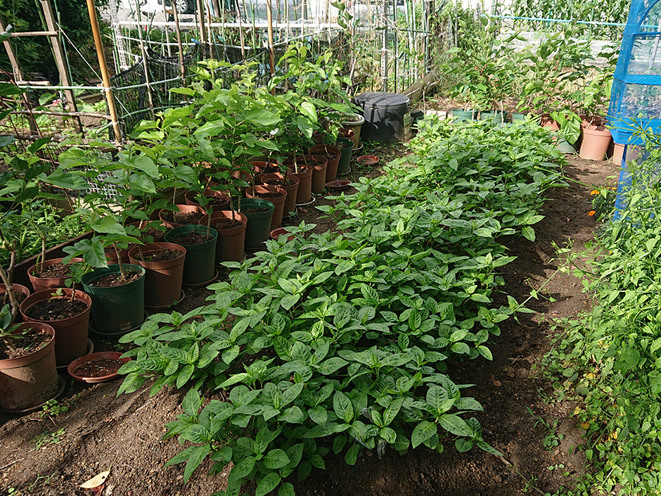 染料園日記 ’20年6月1日(月)