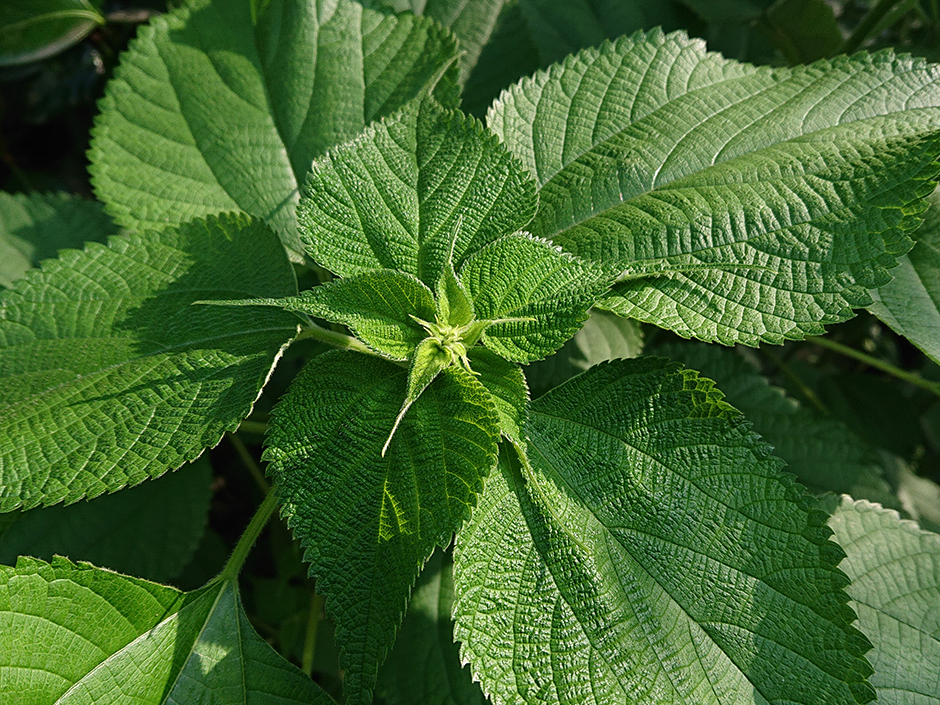 染料園日記 ’20年6月2日(火)