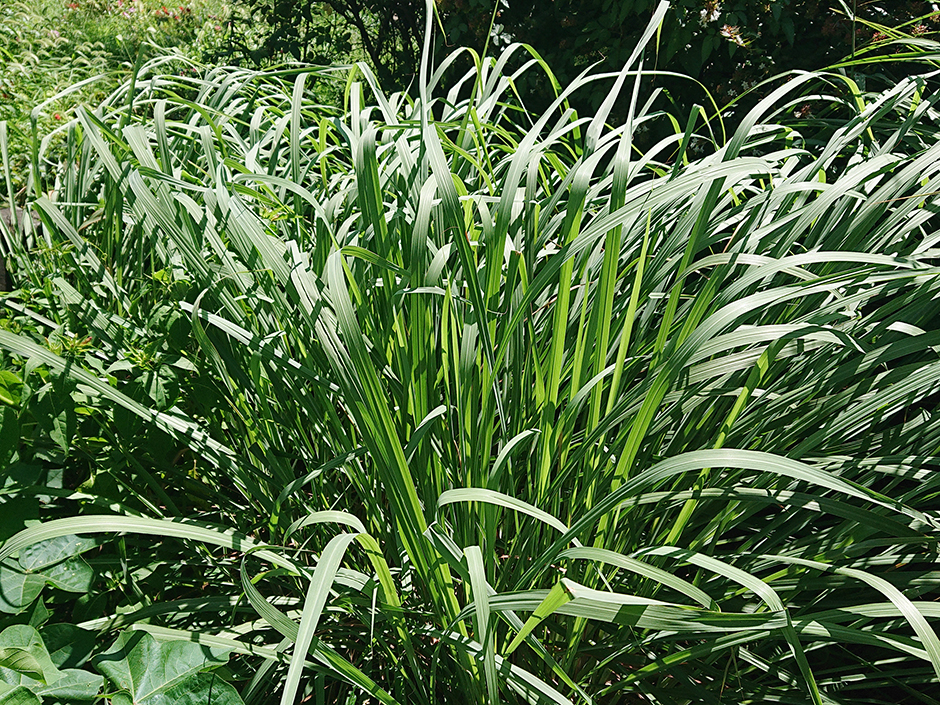 レモングラスの収穫