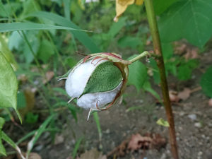 綿の花が綿になるまで。
