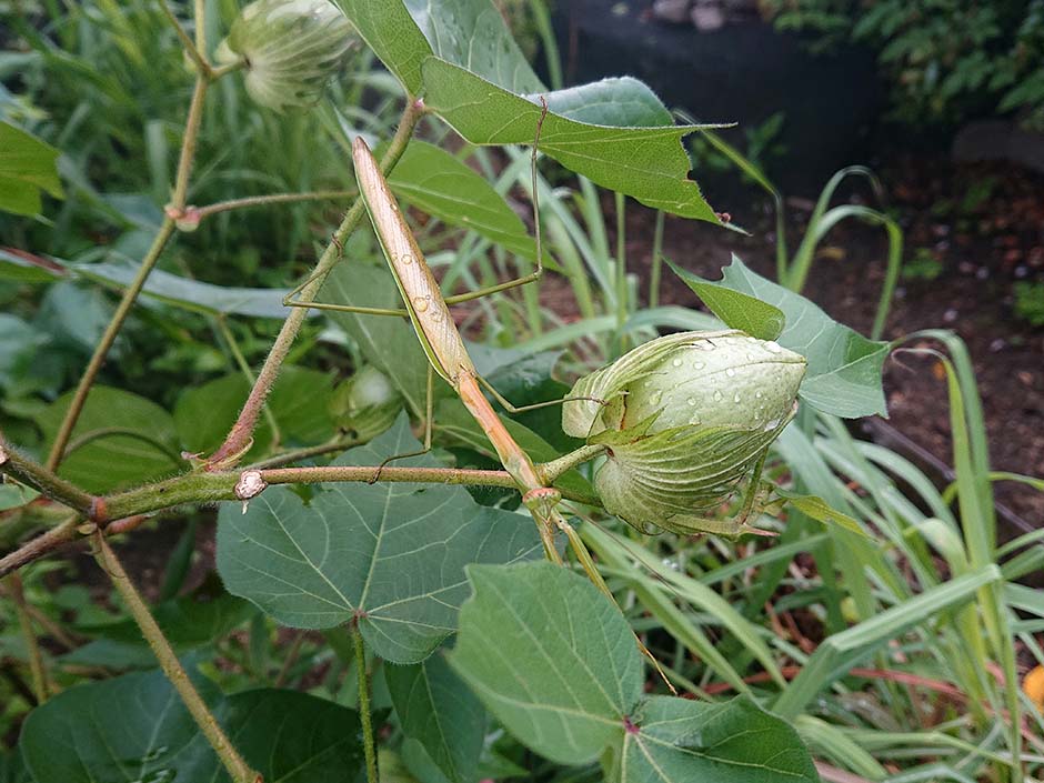 カマキリと綿の実