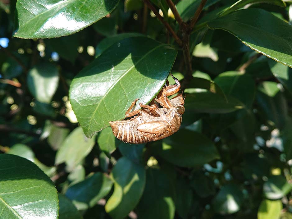 つわものどもが夢の跡
