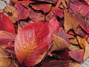 桜の落ち葉で染める。