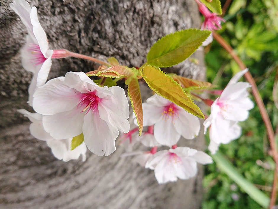 欲しがりません勝つまでは!