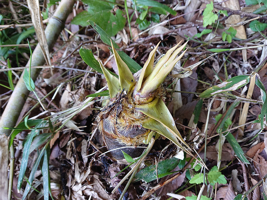 里山の暮らし――筍