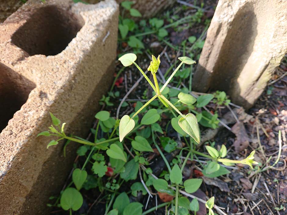 日本茜(ニホンアカネ)、再出発!