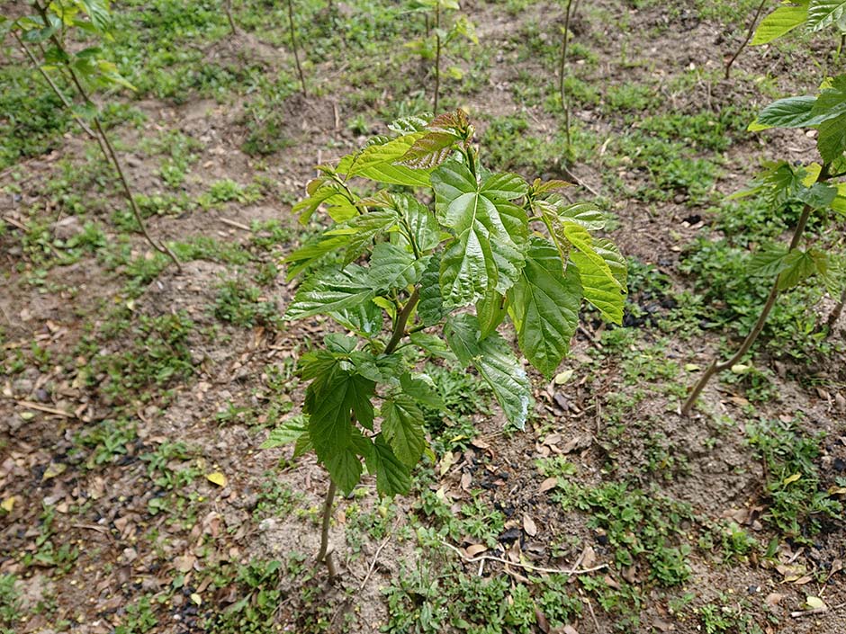 ひとつ屋の桑園（’21初夏編）
