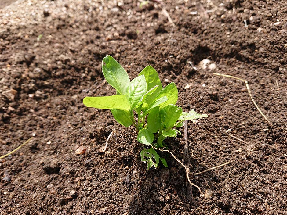 藍の育て方④「畑への定植」