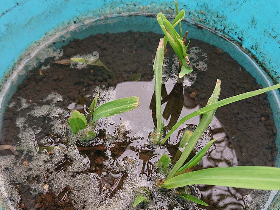 ジュズダマ（数珠玉）