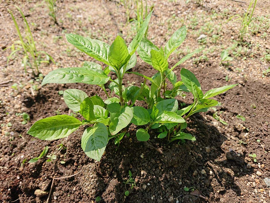 藍の育て方⑤「施肥と土寄せ」