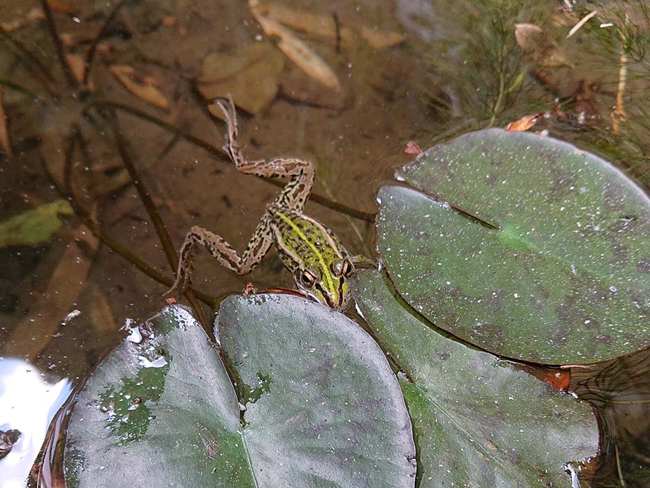ビオトープ 「生き物を発見」