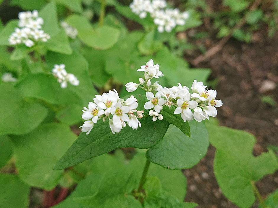 雑穀の生長記録