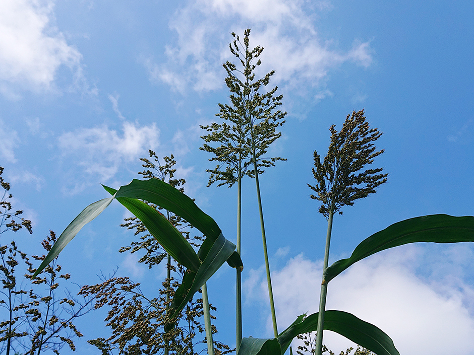 夏空と高黍