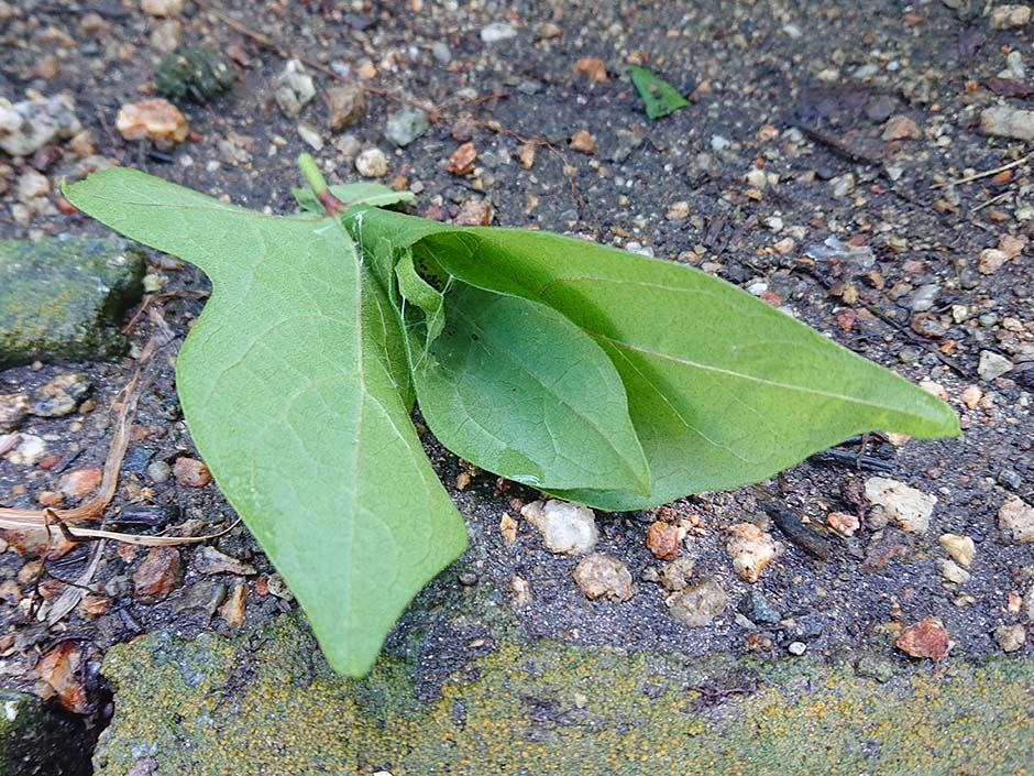 ハマキムシとオーガニックコットン