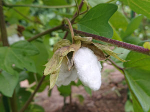 三河木綿を初収穫！