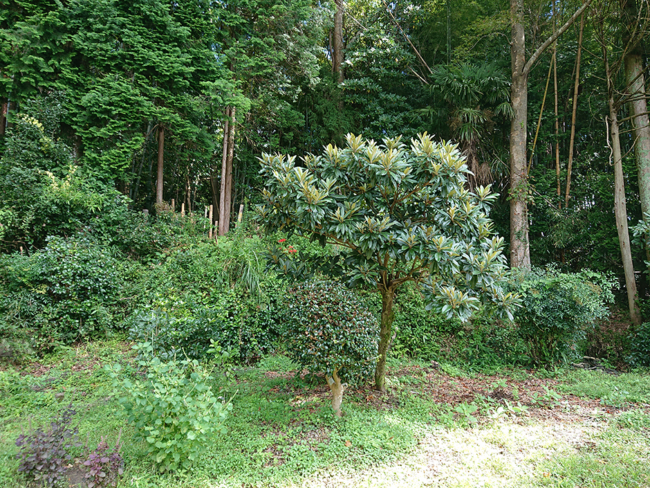 枇杷葉茶と染料