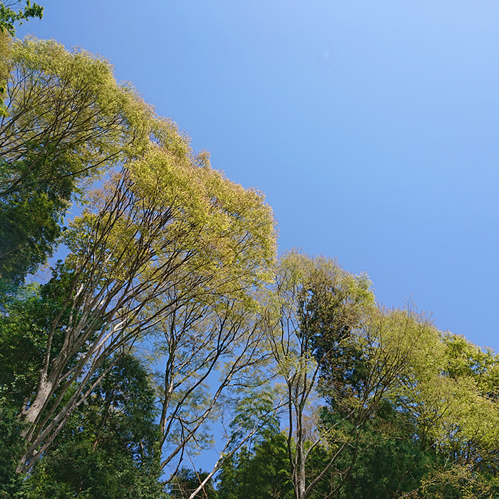 我、欅のごとく