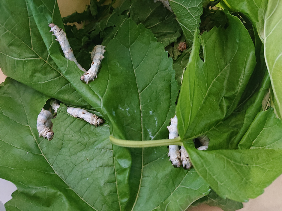 放棄耕作地の再生と工芸作物の栽培（5）蚕の試験的な飼育