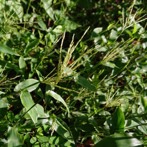 コブナグサ（小鮒草）50g ◆ 草木染（材料）天然・植物染料