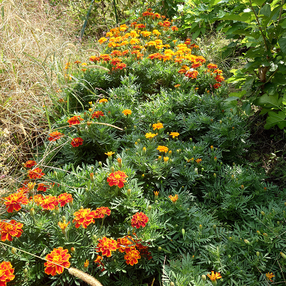 マリーゴールドの収穫