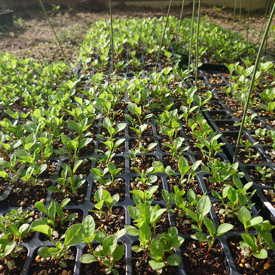 藍日記（'23,04,21）