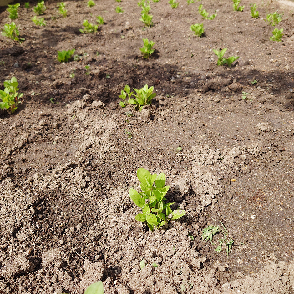 放棄耕作地に藍を植え付ける
