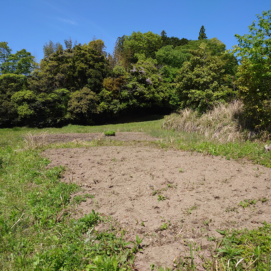 放棄耕作地に藍を植え付ける