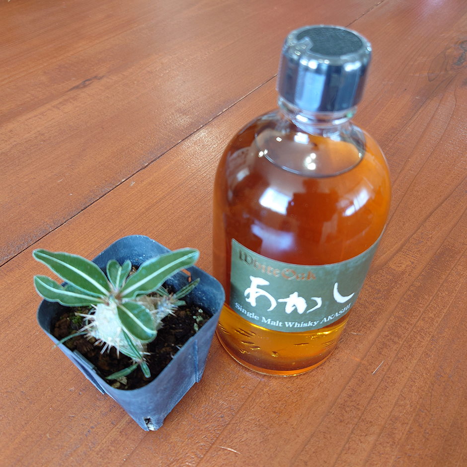 な～んか、催促したっちゃようで---。