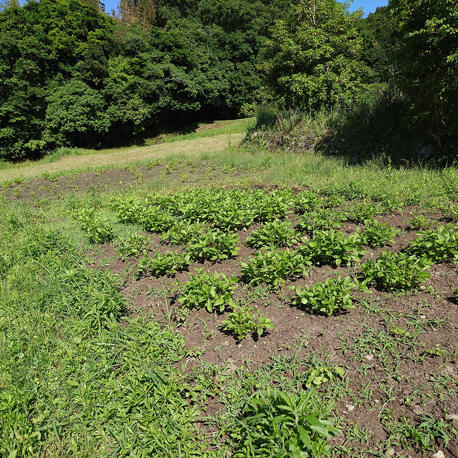 失敗と反省。その繰り返し—。