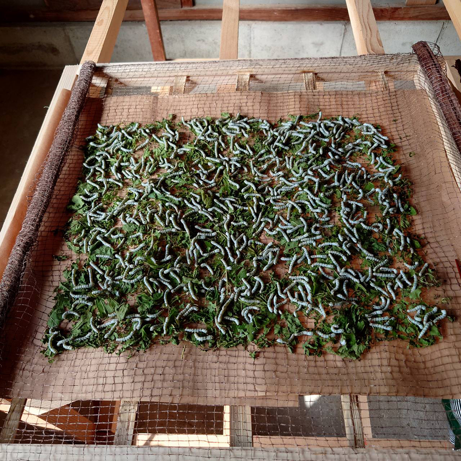 ひとつ屋シルク