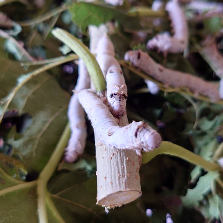 令和５年（2023）秋の養蚕【ひとつ屋シルク】