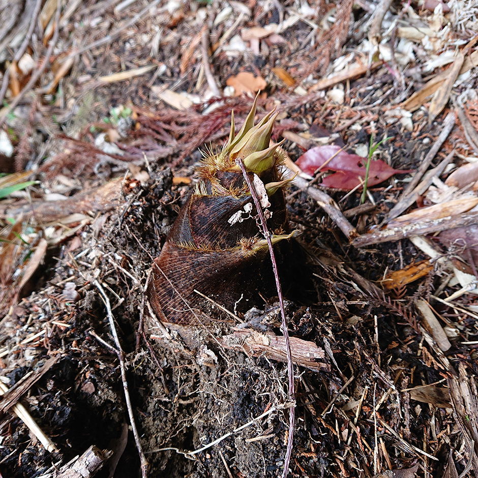 自家製メンマ！ そっから作る⁉