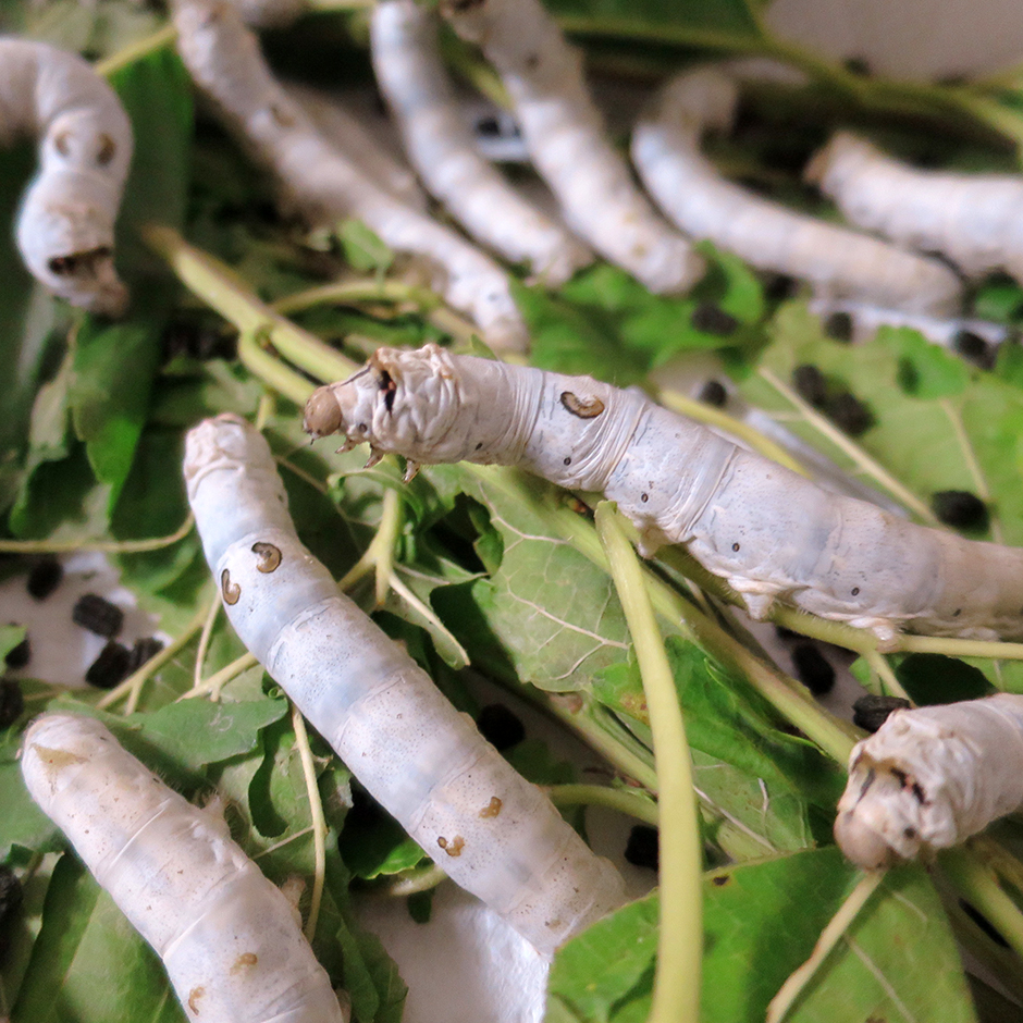 “あこがれのシルク”を目指して