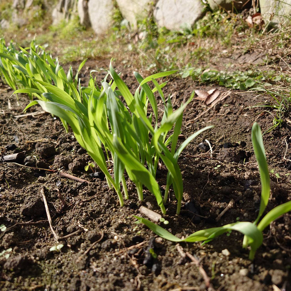 ひとつ屋マルシェ農園