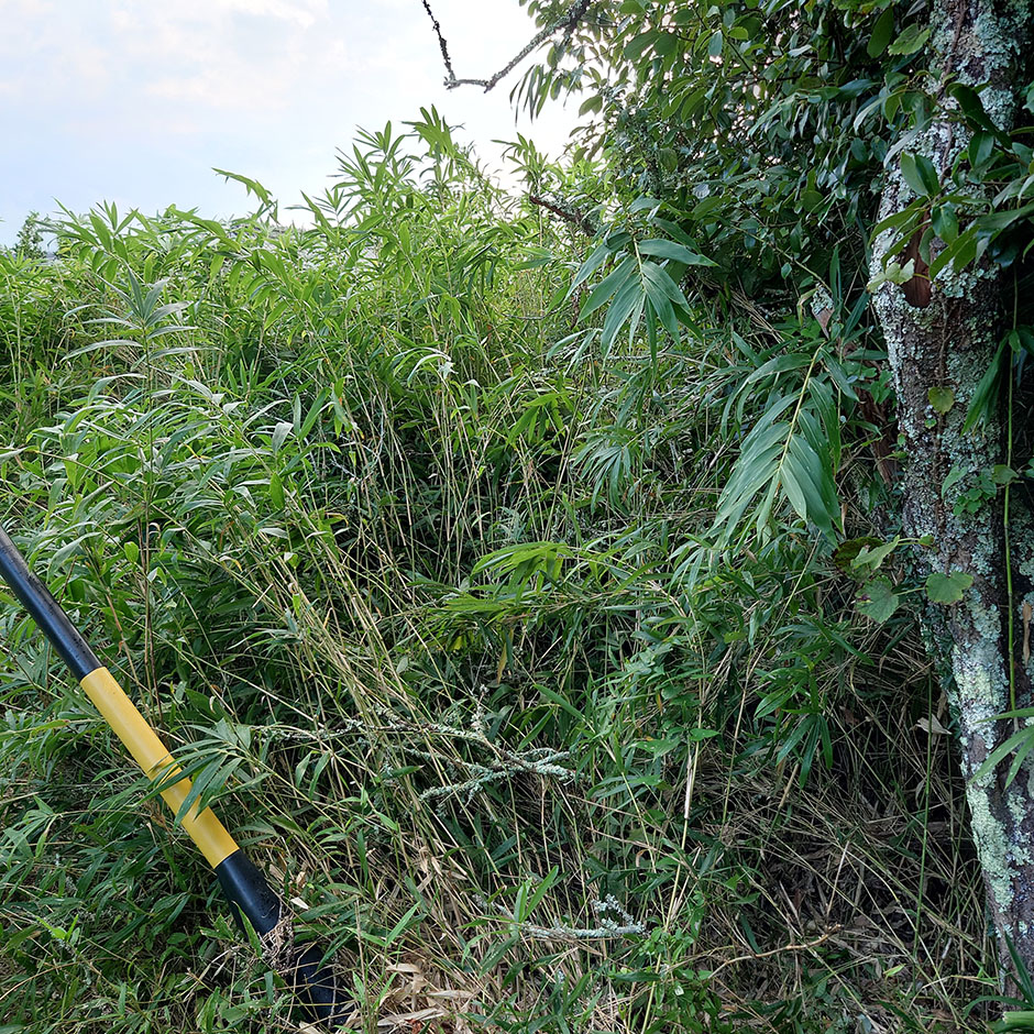 放棄耕作地を畑に戻す vol.1