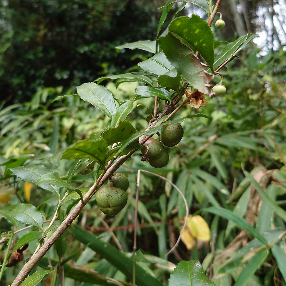 ひとつ屋 山茶園「茶畑づくり」Vol.2